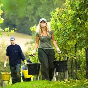 English wine hails bumper year