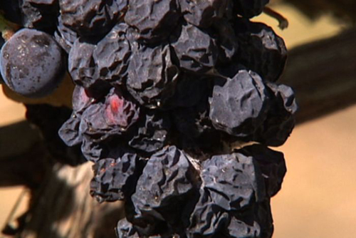 Grape growers harvesting on average eight days earlier each decade: wine research institute
