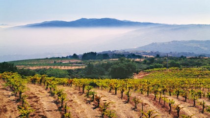 California wine sales hit record amid tariff fears