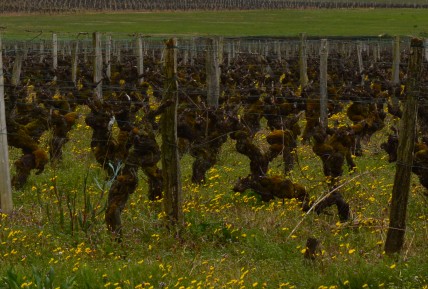 Sauternes producers to open wine co-operative