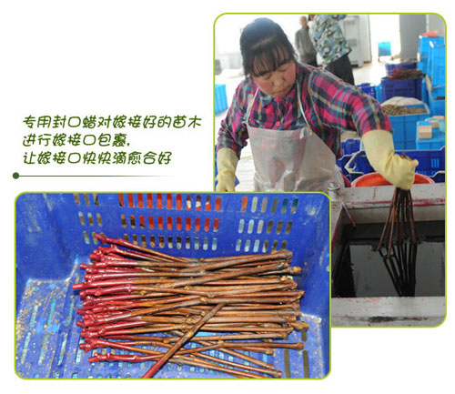苗圃(Nursery)管理系列介绍:叫我“新代接生婆”!