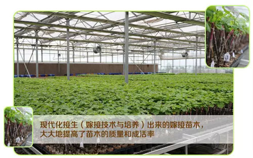 苗圃(Nursery)管理系列介绍:叫我“新代接生婆”!