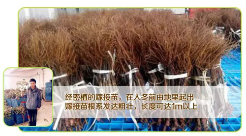 苗圃(Nursery)管理系列介绍:叫我“新代接生婆”!