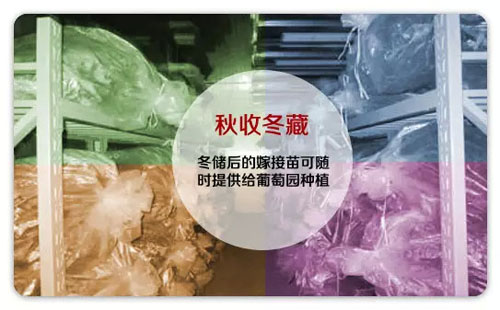 苗圃(Nursery)管理系列介绍:叫我“新代接生婆”!