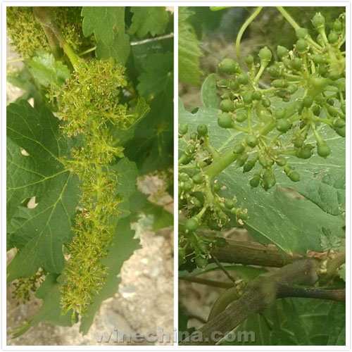 葡萄园四季小记:开花坐果时,防风捉虫忙