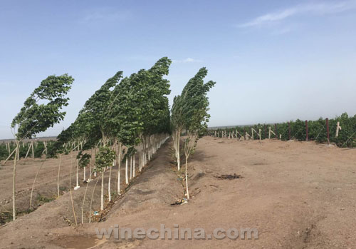 葡萄园四季小记:开花坐果时,防风捉虫忙