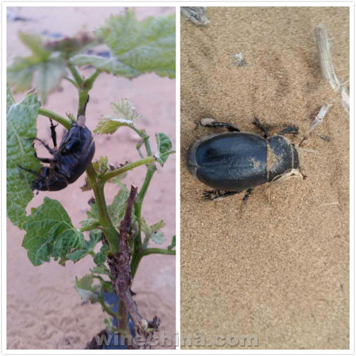 葡萄园四季小记:开花坐果时,防风捉虫忙