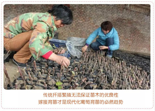 育苗利器——Ω 嫁接机