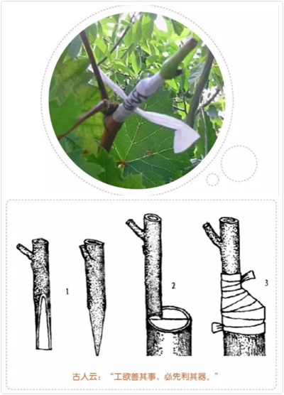 育苗利器——Ω 嫁接机