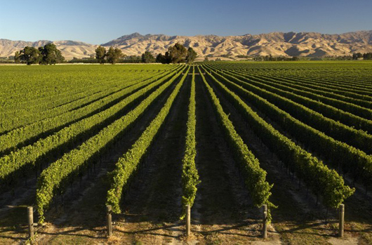 NZ predicts Sauvignon Blanc shortage