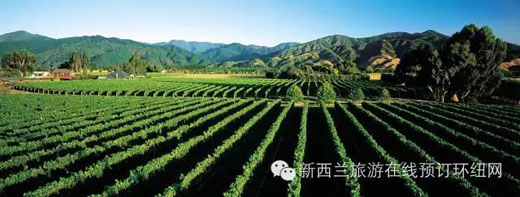 当旅游遇上葡萄酒:新西兰品酒圣地一览