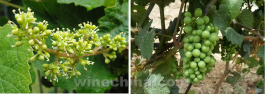 Video:2015 Vineyard Report(2): Wine Grapes Start Flowering and Fruit Set