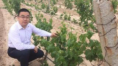 China vineyard Helan Mountain near Yinchuan sees bright future