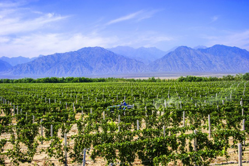 Chinas Ningxia region launches wine contest