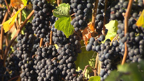 Historic drought sprouts success for Napa vineyards