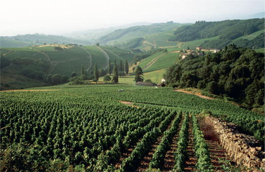 Beaujolais aims for sparkling wine appellation