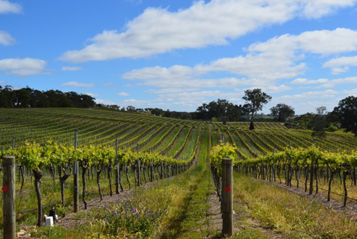 Australia aims to be worlds pre-eminent wine producer
