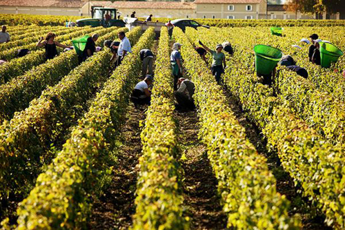 Heatwave in French vineyards evokes memories of 2003
