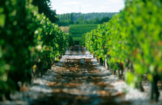 Bordeaux wine gets Geographical Indication status in China