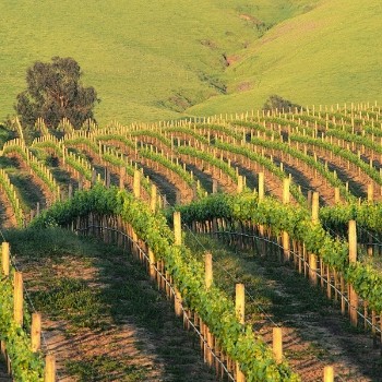 Californian wine struggling with supply