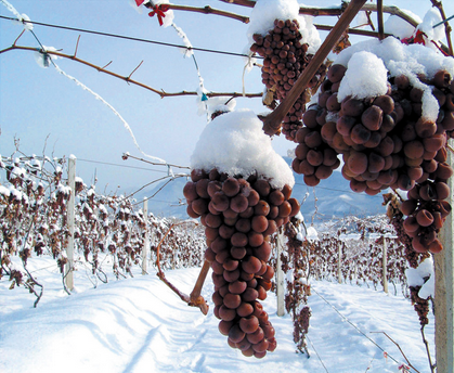 Huan Ren Founded Icewine Industry Standard Alliance