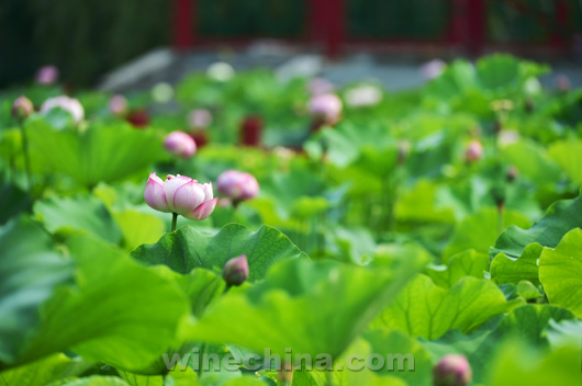 尼雅皇家酒窖举办第三届荷花节