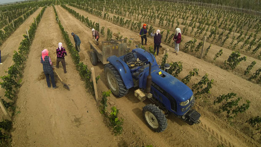 China makes big bet on turning desert into wine region