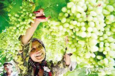2015年(第二届)国际葡萄酒技术高峰论坛将于8月在新疆乌鲁木齐举行