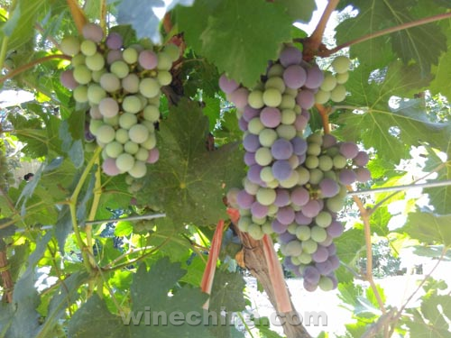 Video:2015 Vineyard Report(3):China wine grapes start veraison