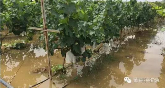 葡萄洪涝灾后恢复生产的六大关键措施