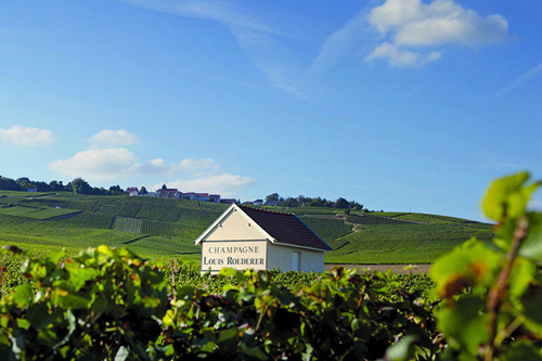 Champagne 2015 crop enters crucial period