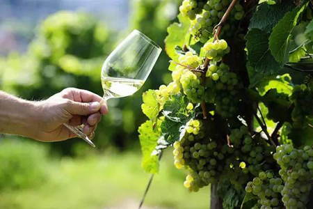 世界4大经典雷司令葡萄酒风格