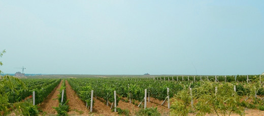 张裕创新葡萄种植方式 “种”出优质葡萄酒