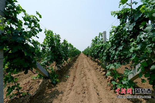 张裕创新葡萄种植方式 “种”出优质葡萄酒