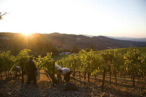 California Cabernet 2013 better than 2012, say winemakers