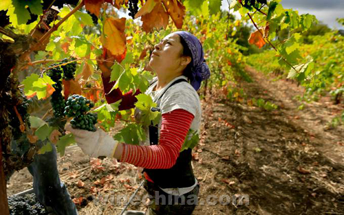 加州索诺玛县提前步入采收季