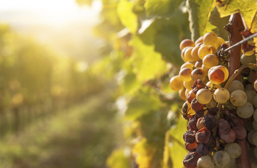 Heat Wave Shrivelling French Wine Production