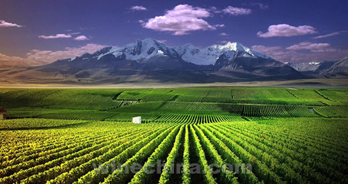 2015 Eastern Foot of Helan Mountain International Wine Exposition to be Held in September