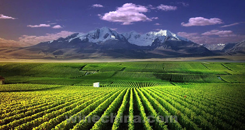  2015 Eastern Foot of Helan Mountain International Wine Exposition to be Held in September 