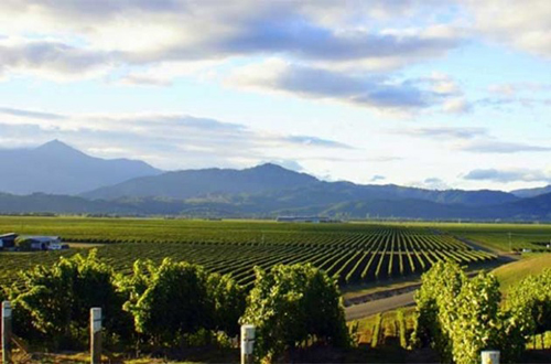 US thirst for Marlborough Sauvignon fuels NZ wine exports