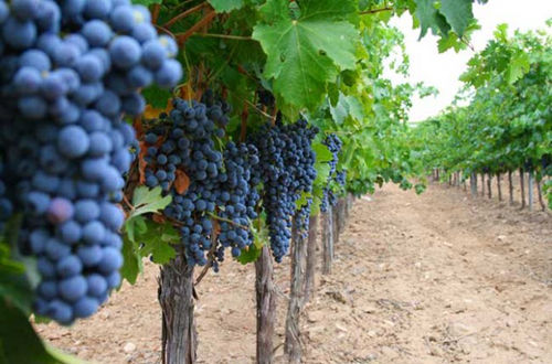 Rioja heading for early 2015 wine harvest