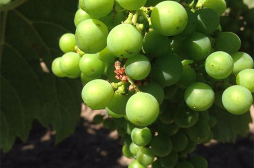Bordeaux 2015: White wine harvest to start next week