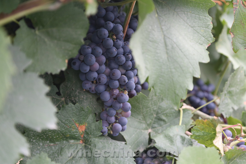 ������˿·�У�3����ɽ������������һ���Ļ����ξ�ׯ