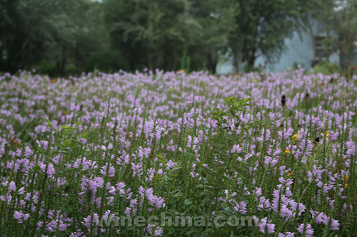 ������˿·�У�3����ɽ������������һ���Ļ����ξ�ׯ