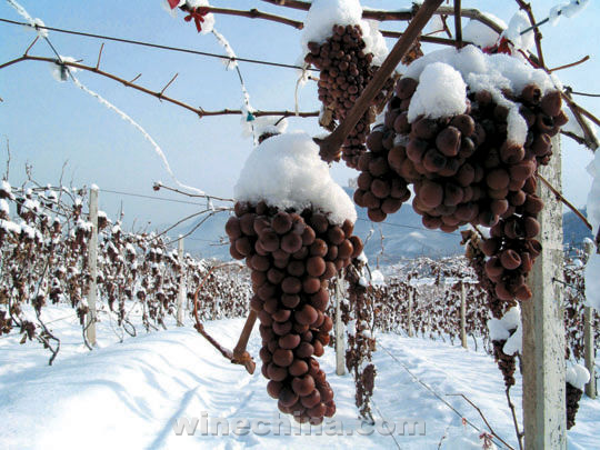 Huan Ren county aims to be world icewine metropolis