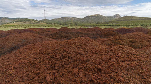 Winemaking waste could be raw material for biofuel
