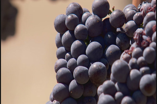 Oregon vineyards expect a historic year