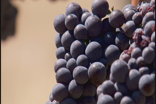 Oregon vineyards expect a historic year 