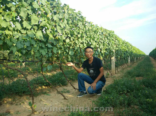 金士酒庄,制药标准做酒业典范