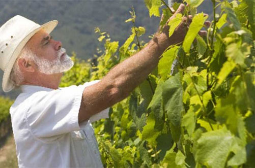 Gallo buys California Central Coast winery
